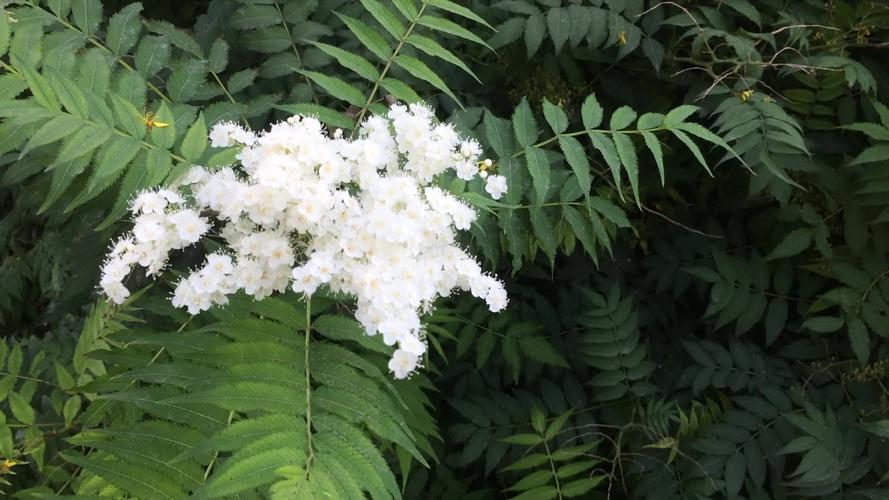 雪绒花是什么花，有什么功效