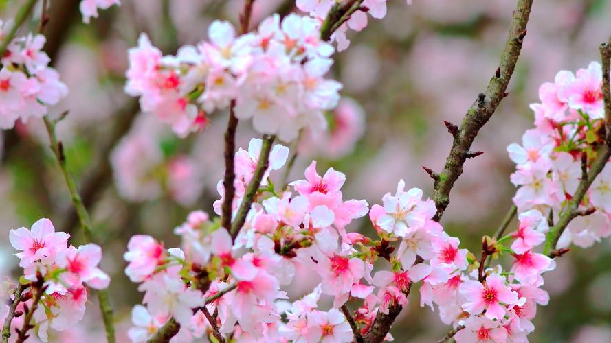 桃花和樱花怎么区别