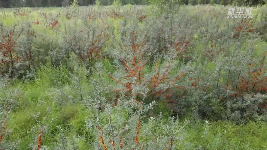 沙棘怎么种植，沙棘盆栽种植技术