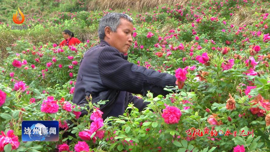 达州适合养什么花，市花和市树是什么