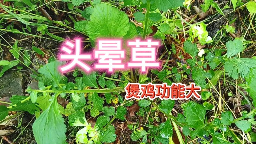 宝草的养殖方法和注意事项