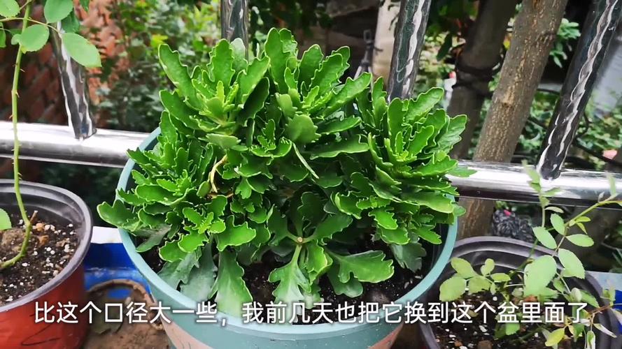 养花的9大误区，不要再“摧残”你家的植物了！