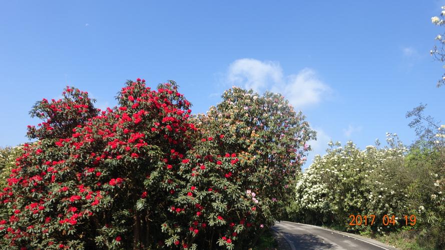 毕节适合养什么花，市花和市树是什么