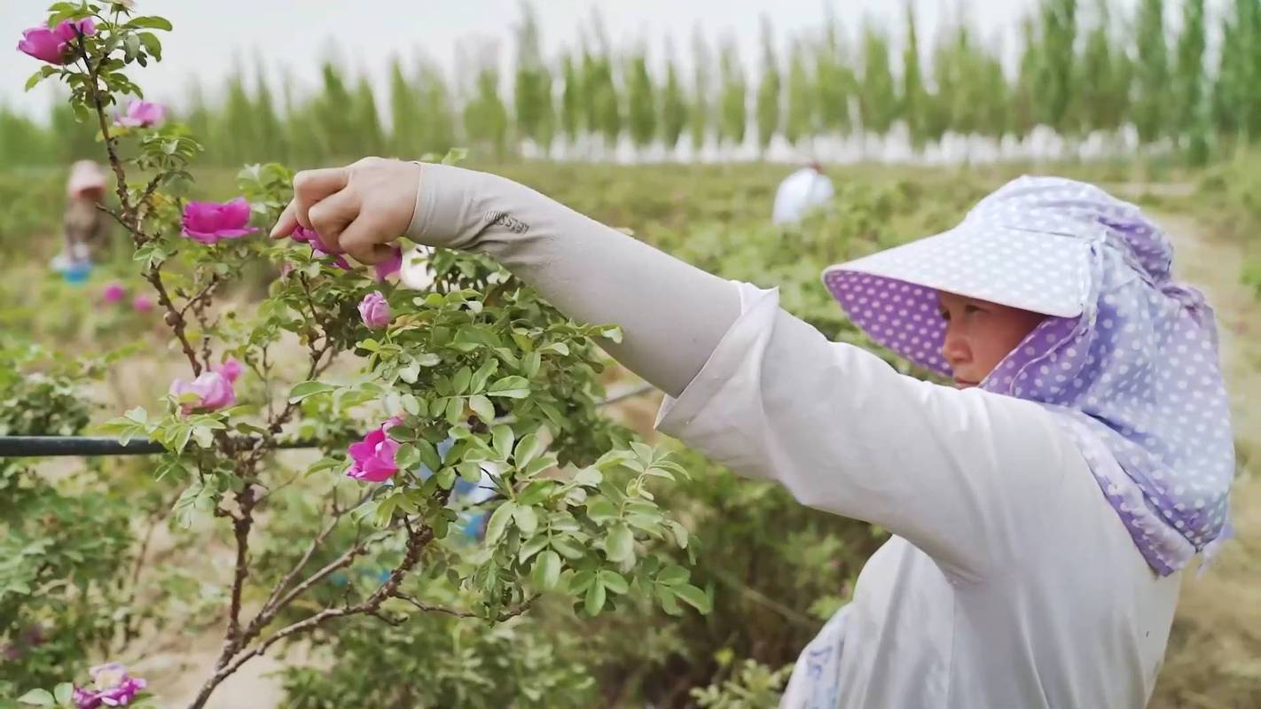 石榴花的花期管理