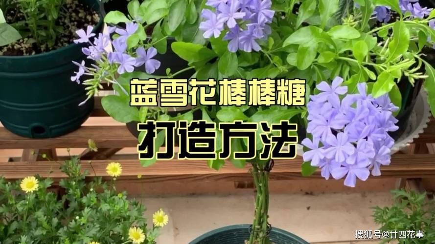 蓝雪花怎么做成棒棒糖，怎么养护