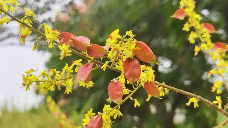 扬州适合养什么花，市花和市树是什么