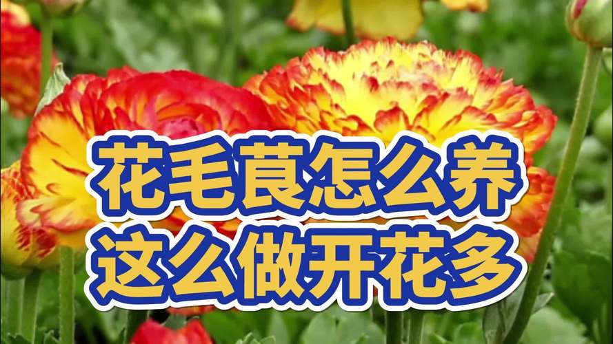 花毛莨怎么养