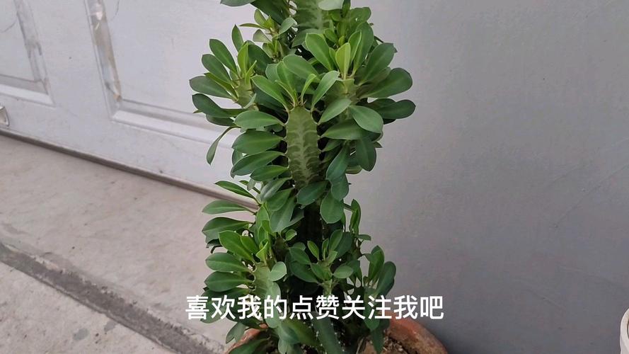 盆栽七里香怎么播种