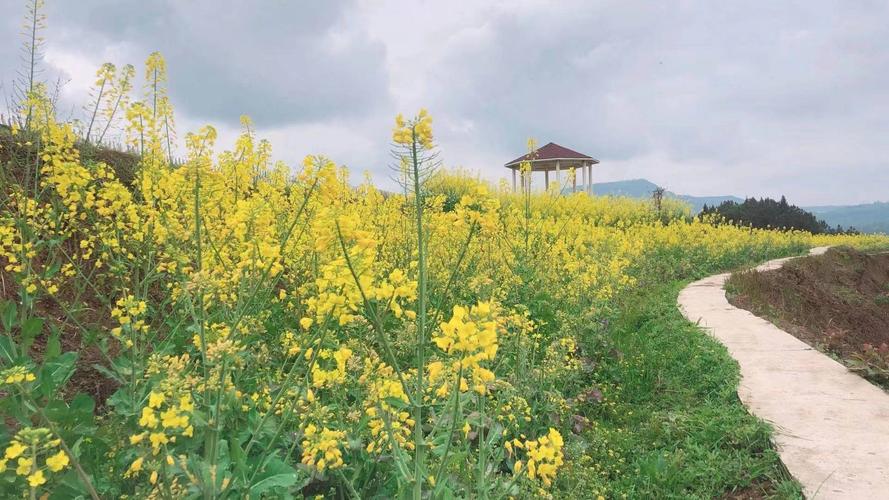 巴中适合养什么花，市花和市树是什么