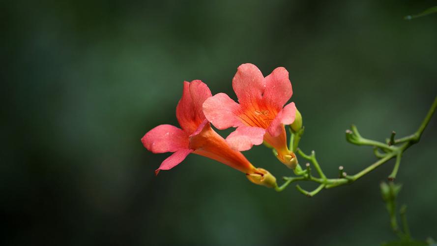 朱缨花的花语和象征代表意义