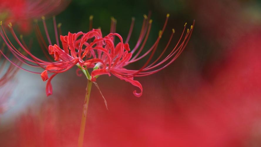 彼岸花花语，彼岸花是什么意思