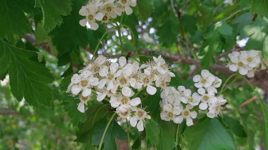 山楂什么时候开花结果