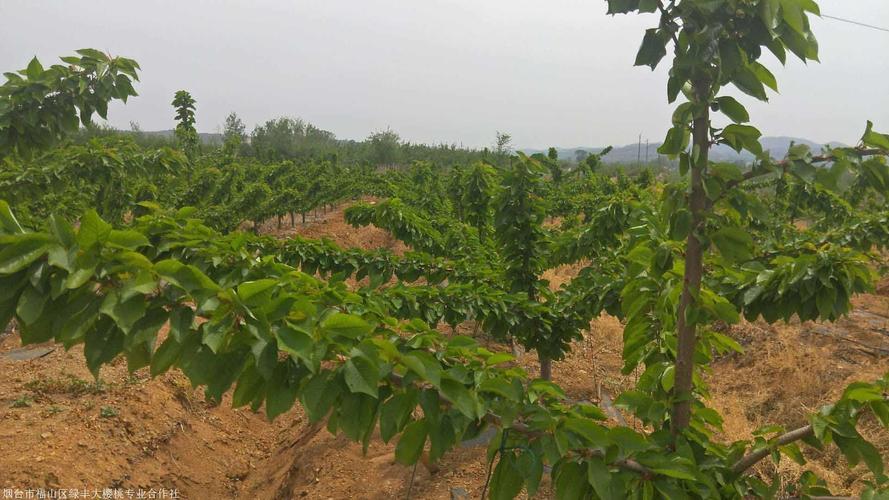 樱桃栽培种植方法