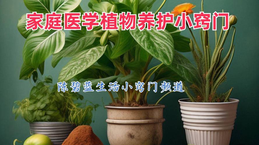 芦荟施肥方法，用什么肥好