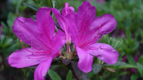 杜鹃花的资料，杜鹃花价格