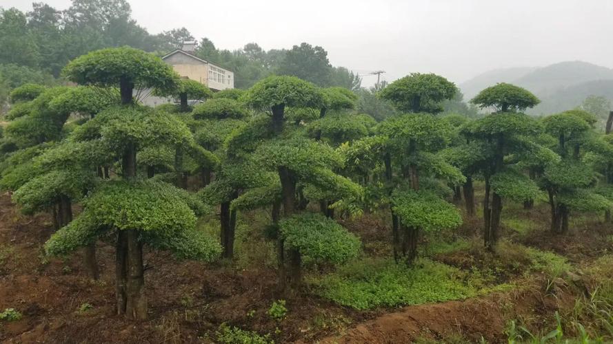 对节白蜡叶子发黄怎么办