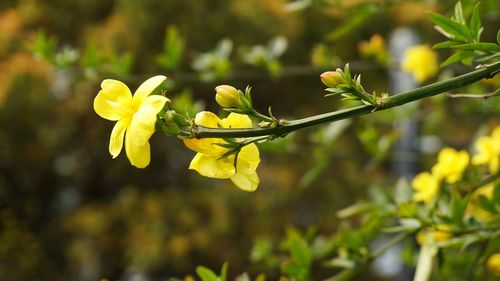 迎春花多少天浇次水