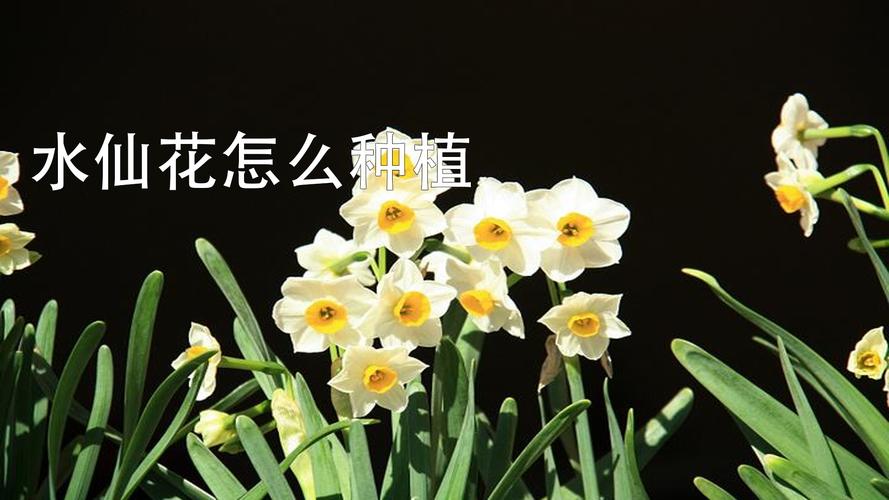 水仙花怎么催芽