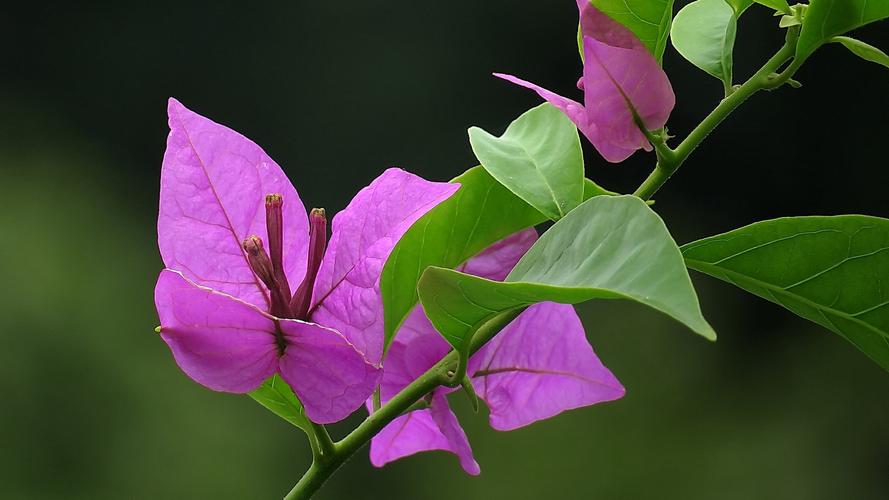 三角梅开花时间是什么时候，为什么不开花