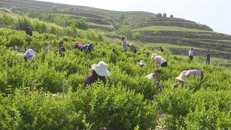 碧玉植物怎么施肥