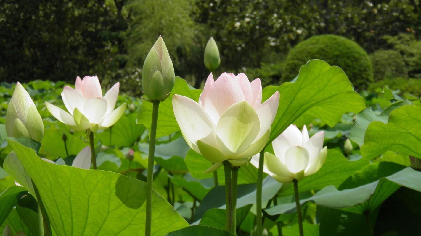 荷花图片（形态特征和养护方法简介）