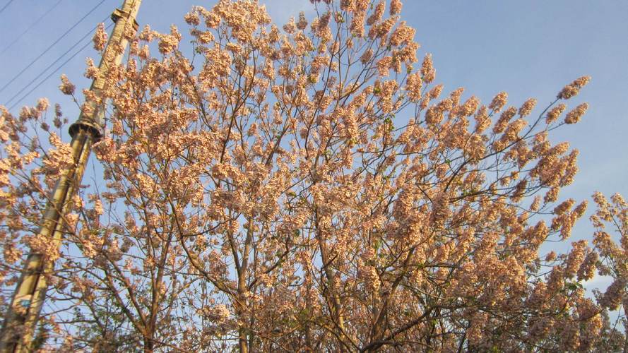 泡桐花怎么养，种植技术