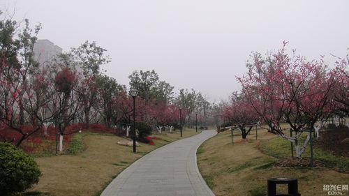 绍兴适合养什么花，市花和市树是什么