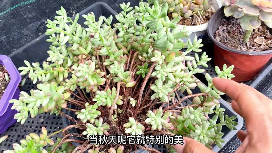 如何防止多肉植物徒长