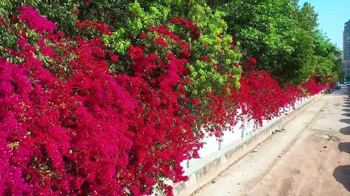 三角梅什么时候开花（花期介绍）