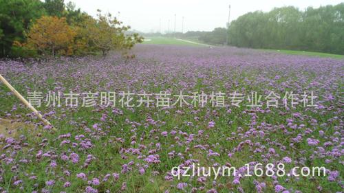 鼠尾草怎么种植，什么季节种植