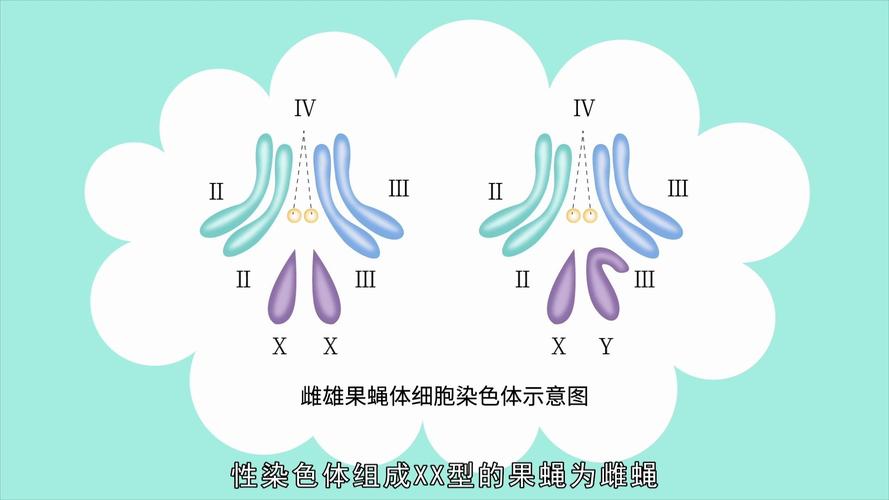 基因在染色体上呈什么排列