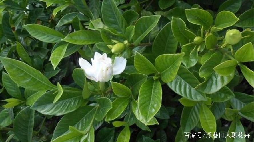 栀子花黄叶掉叶怎么办(原因和解决方法)