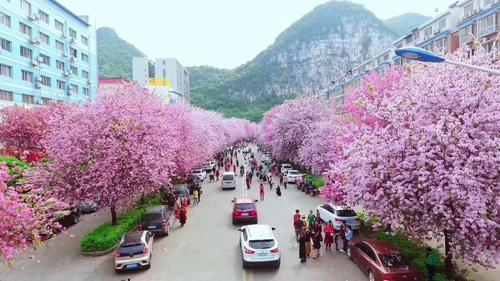 木棉花是哪个城市的市花