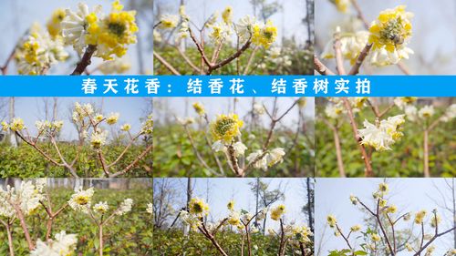 结香花什么时候开花