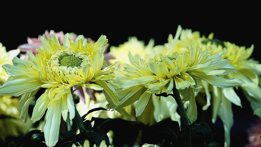 菊花的花语是什么