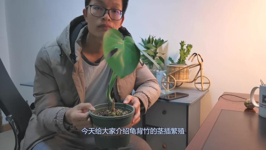 龟背竹的繁殖方法