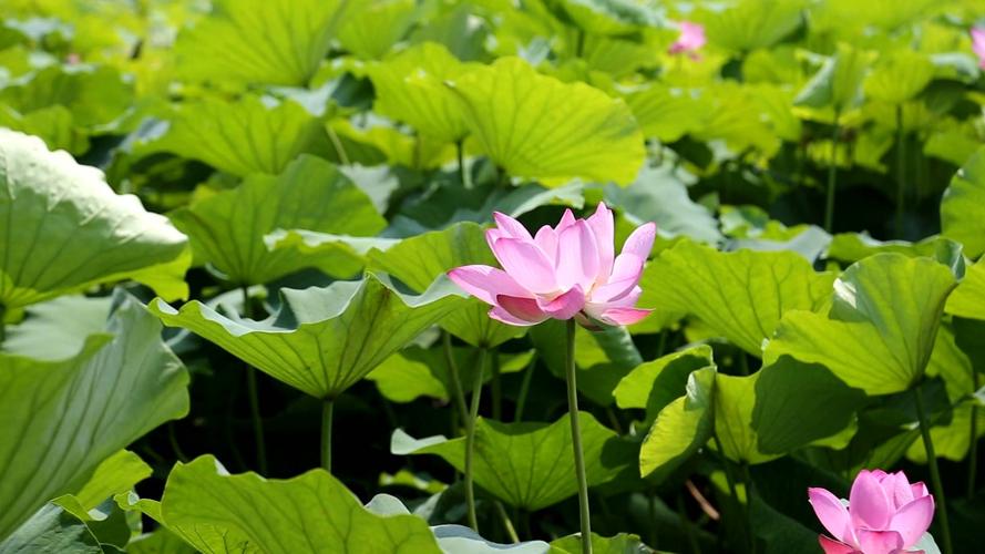 这些花夏天长最快，错过这段时间，后悔都来不及！