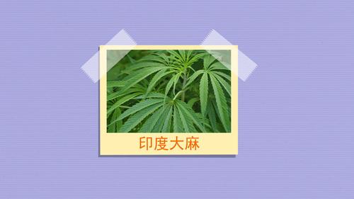 印度大麻的危害