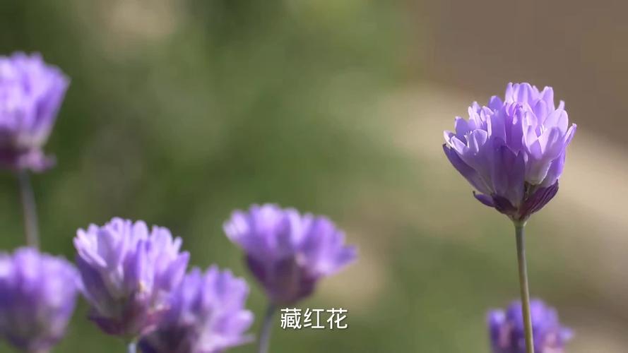 藏红花的使用禁忌