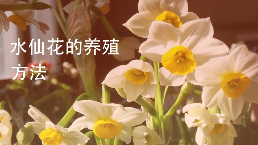 水仙花能放室内吗，在家怎么养？