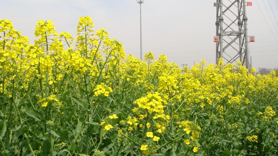 油菜花叶子功效与作用，油菜花有什么特点