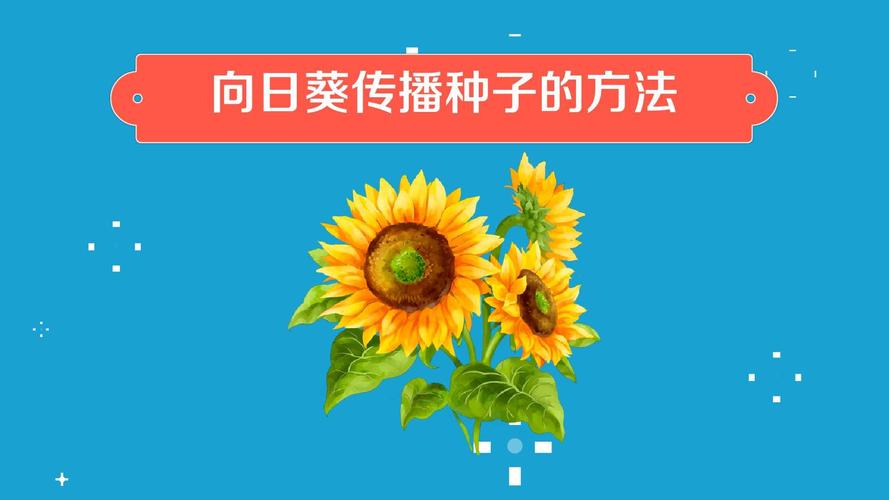 太阳花籽什么时候播种