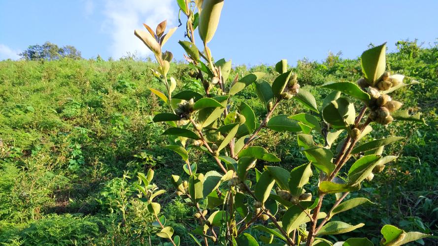 油茶树可嫁接什么树