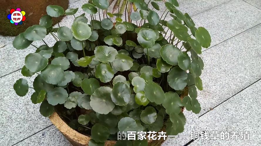 铜钱草水培方法，铜钱草水培怎么固定根