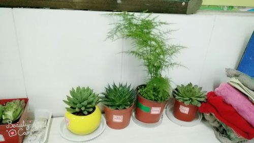 文竹和多肉植物一块种有什么好处