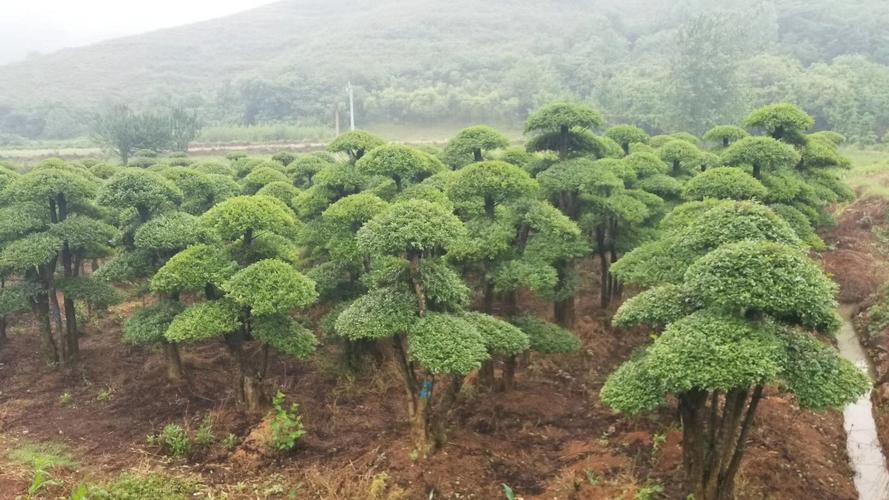 对节白蜡栽植和养护