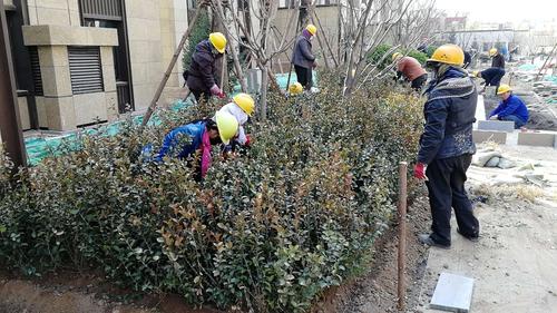 秦皇岛适合养什么花，市花和市树是什么