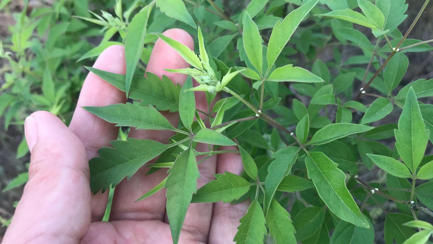 给点水就爆盆，越晒花越大，这花真无敌了！