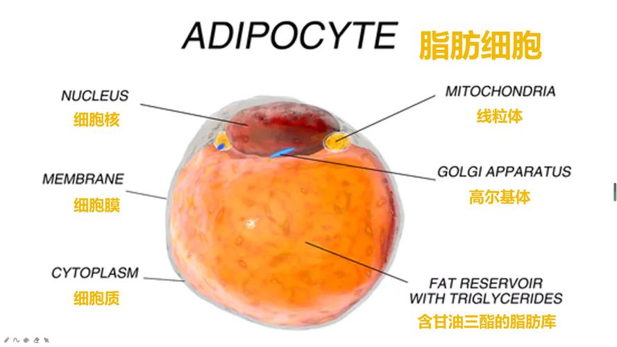 人体体型分为哪几种类型呢