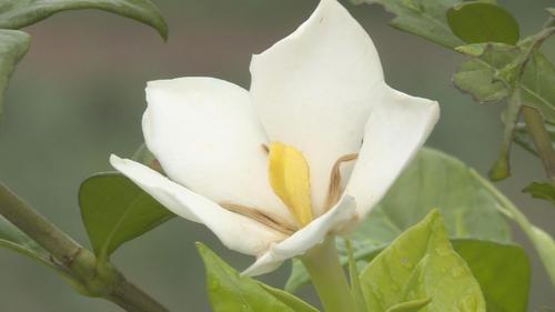 栀子花很香吗